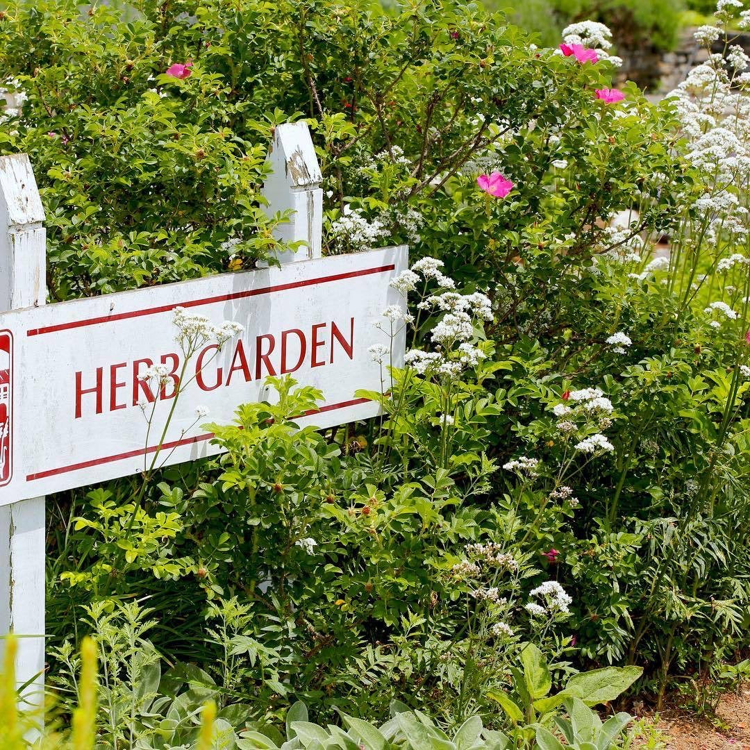 Collections | Herb Garden – Flores Lane